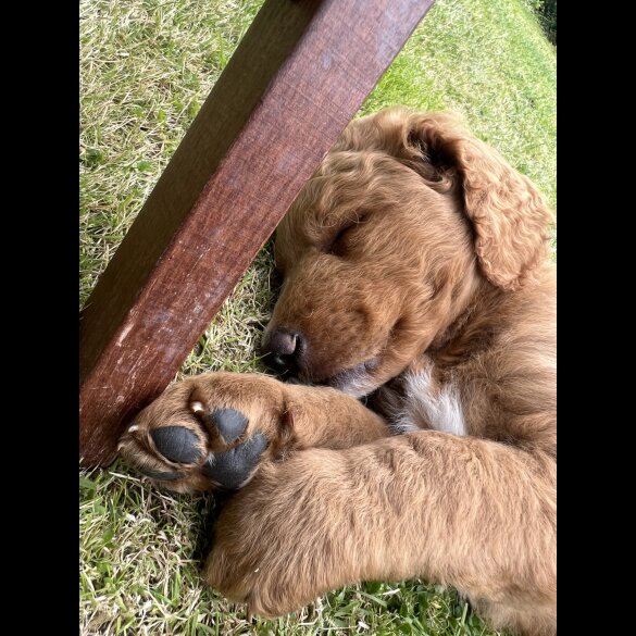 Labradoodle - Both