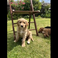 Labradoodle - Both