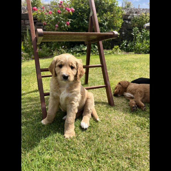Labradoodle - Both
