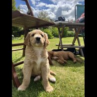 Labradoodle - Both