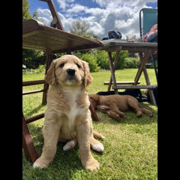 Labradoodle - Both