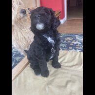 Labradoodle - Both