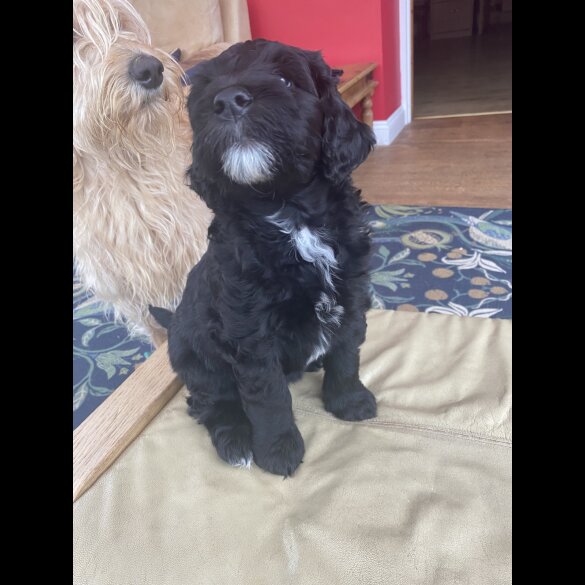 Labradoodle - Both