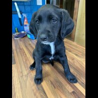 Labradoodle - Both