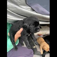 Labradoodle - Both
