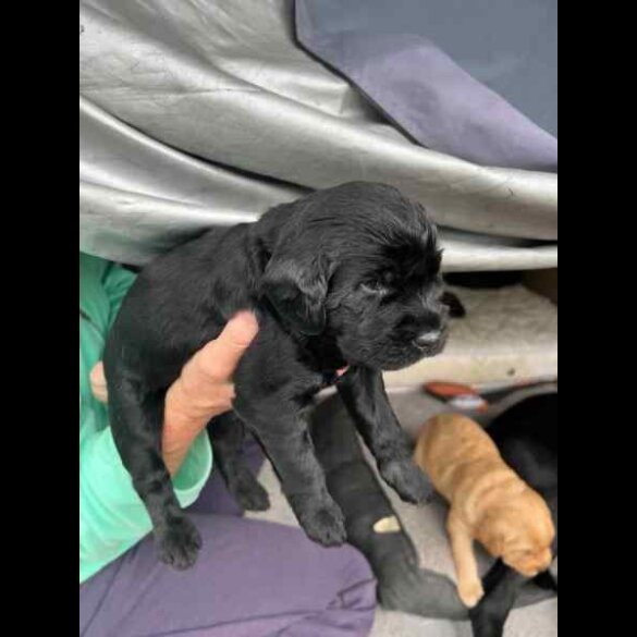 Labradoodle - Both