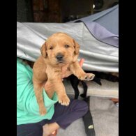 Labradoodle - Both