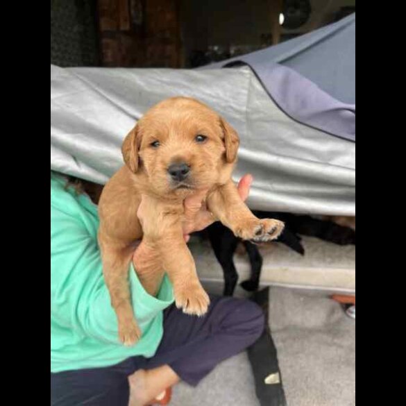 Labradoodle - Both