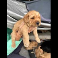 Labradoodle - Both