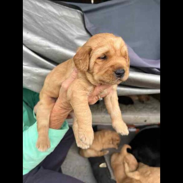 Labradoodle - Both