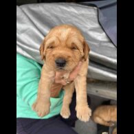 Labradoodle - Both
