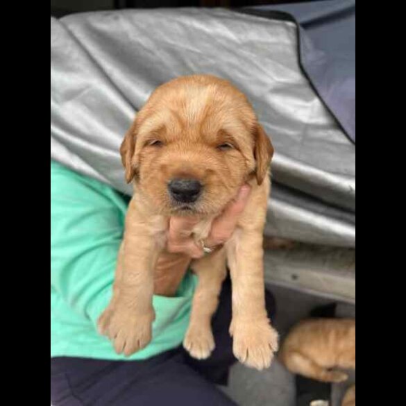 Labradoodle - Both