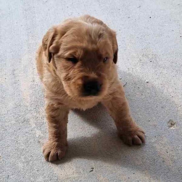 Labradoodle - Both