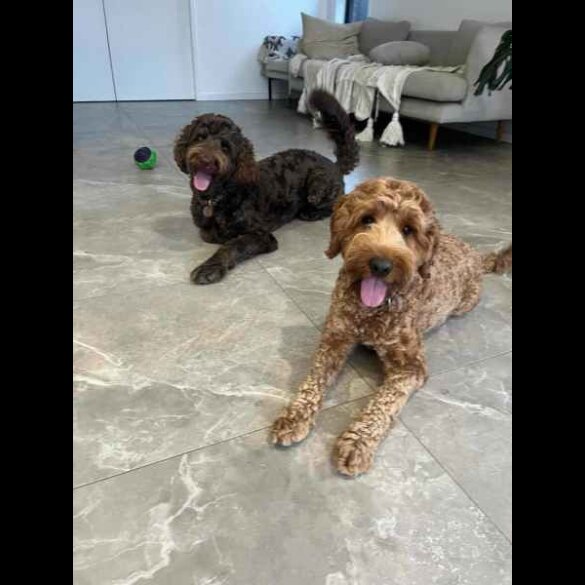 Labradoodle - Both