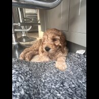 Labradoodle - Dogs
