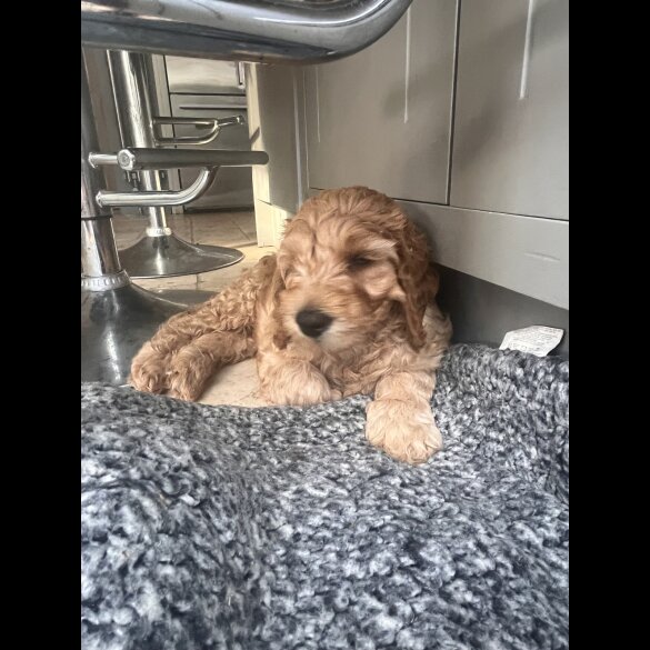 Labradoodle - Dogs