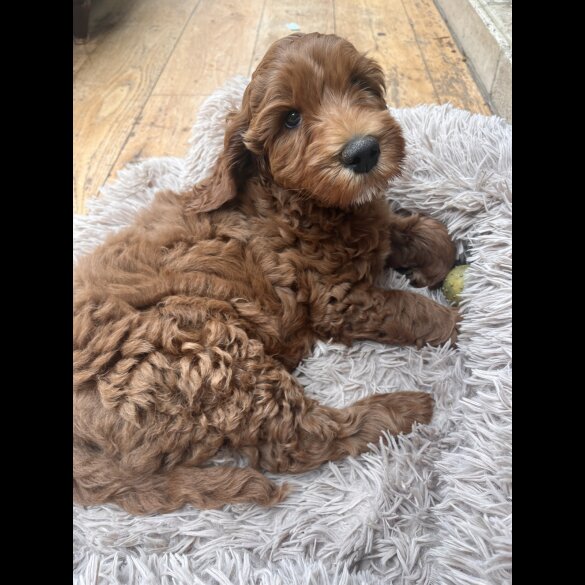 Labradoodle - Dogs