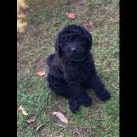 Labradoodle - Dogs