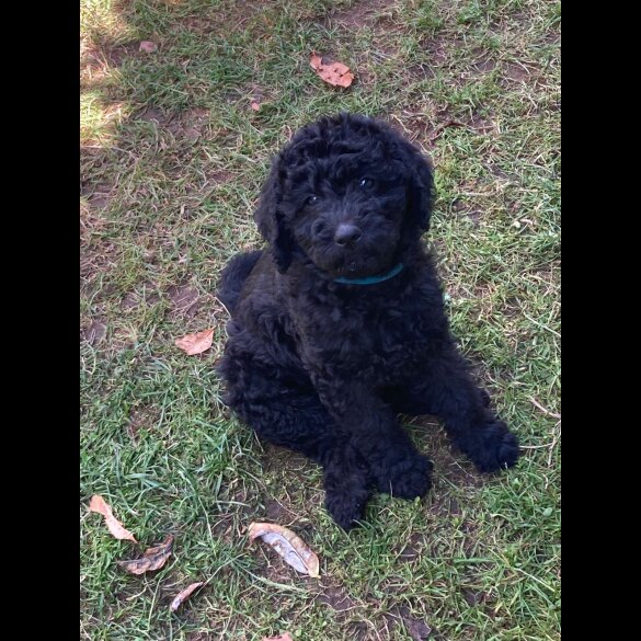 Labradoodle - Dogs