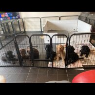 Labradoodle - Dogs