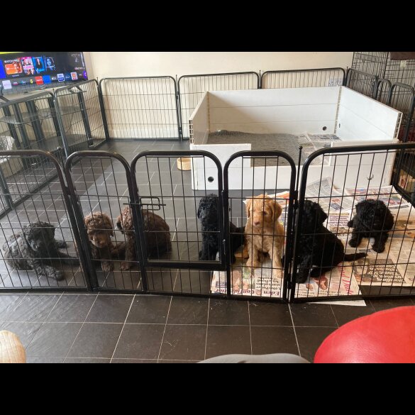 Labradoodle - Dogs