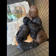 Labradoodle - Dogs