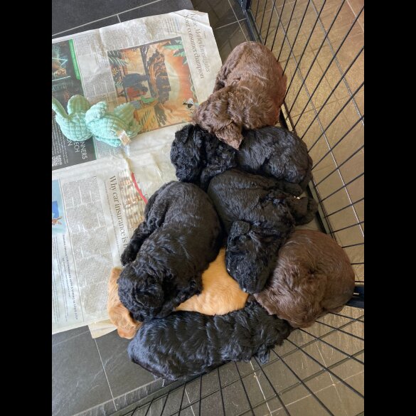 Labradoodle - Dogs