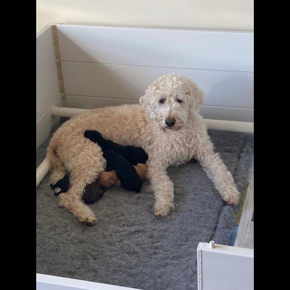 Labradoodle - Dogs