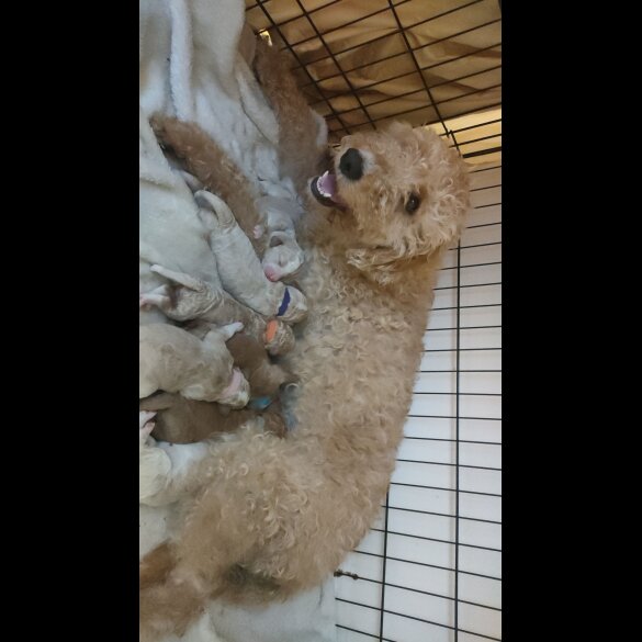 Labradoodle - Both