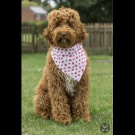 Labradoodle - Both