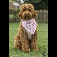 Labradoodle - Both