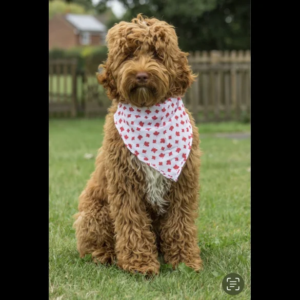 Labradoodle - Both