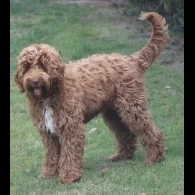 Labradoodle - Both