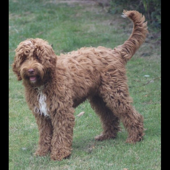 Labradoodle - Both