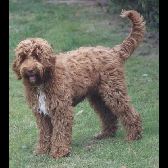 Labradoodle - Both