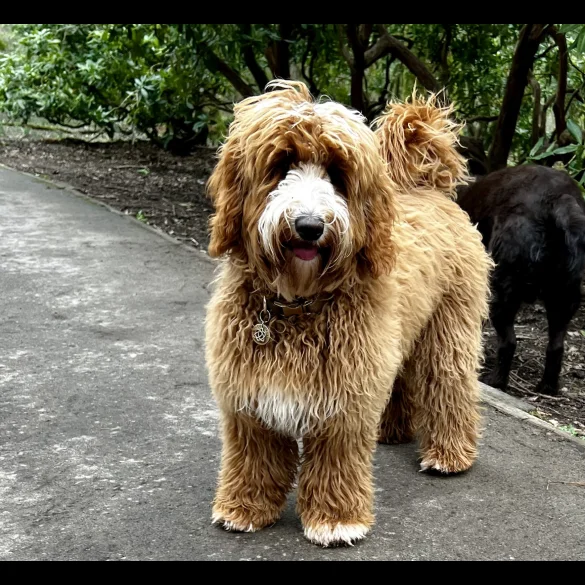 Labradoodle - Both