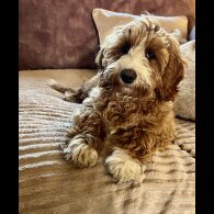 Labradoodle - Both