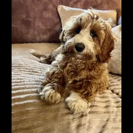 Labradoodle - Both