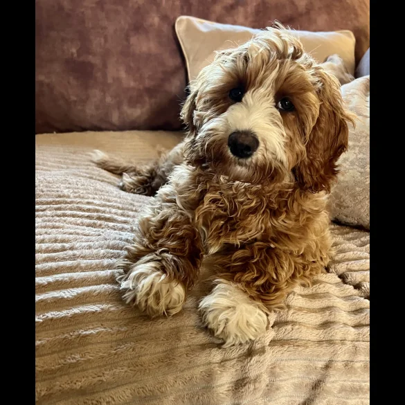 Labradoodle - Both