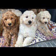 Labradoodle - Both