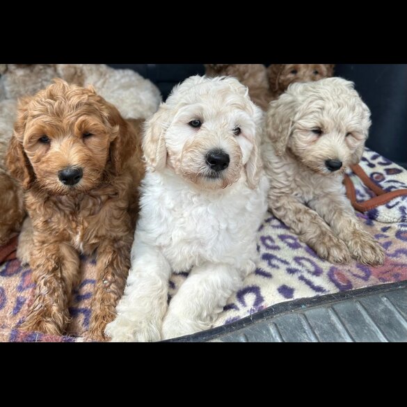 Labradoodle - Both