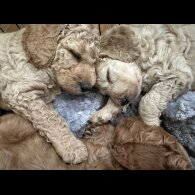 Labradoodle - Both