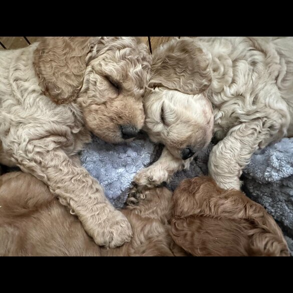 Labradoodle - Both