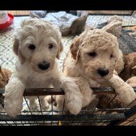 Labradoodle - Both