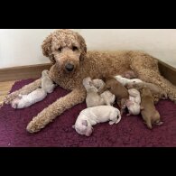 Labradoodle - Both