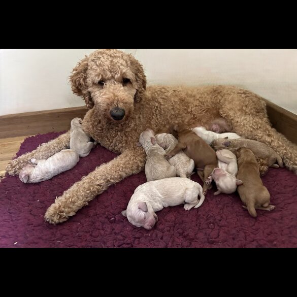 Labradoodle - Both