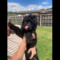 Labradoodle - Dogs