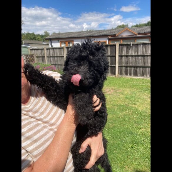 Labradoodle - Dogs