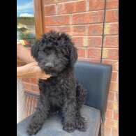 Labradoodle - Dogs