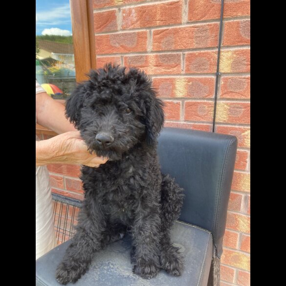 Labradoodle - Dogs